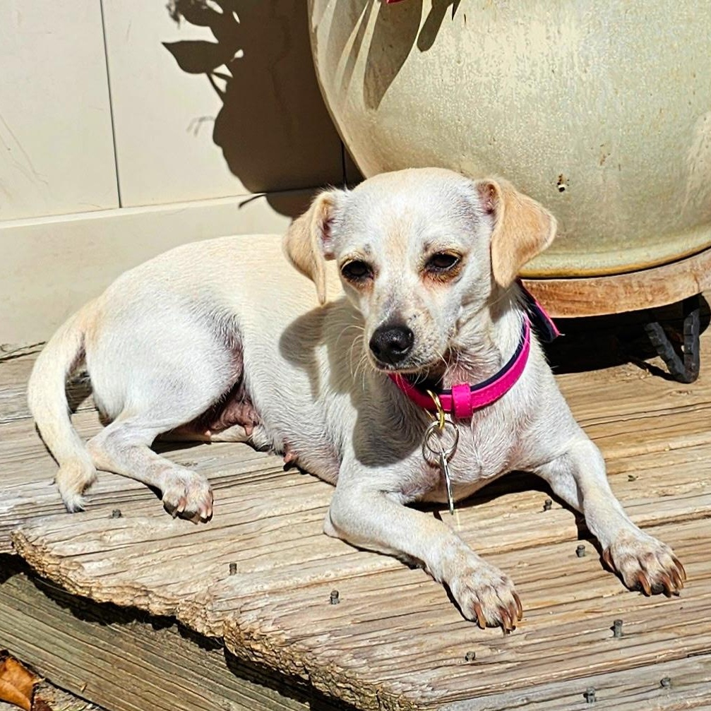 Enlarge Patty, a ADOPTABLE mixed breed in Los Angeles, CA image 4/6