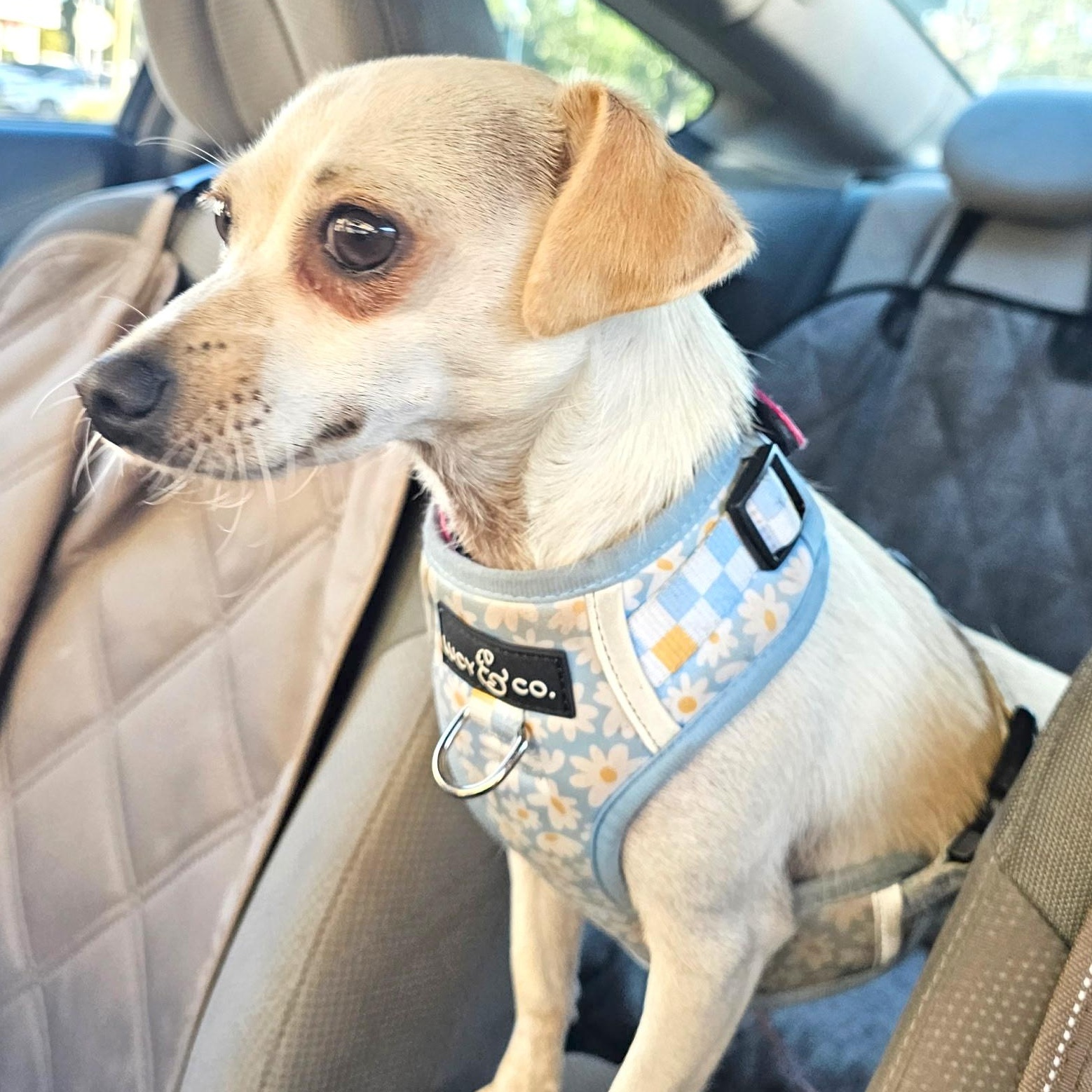 Enlarge Patty, a ADOPTABLE mixed breed in Los Angeles, CA image 6/6