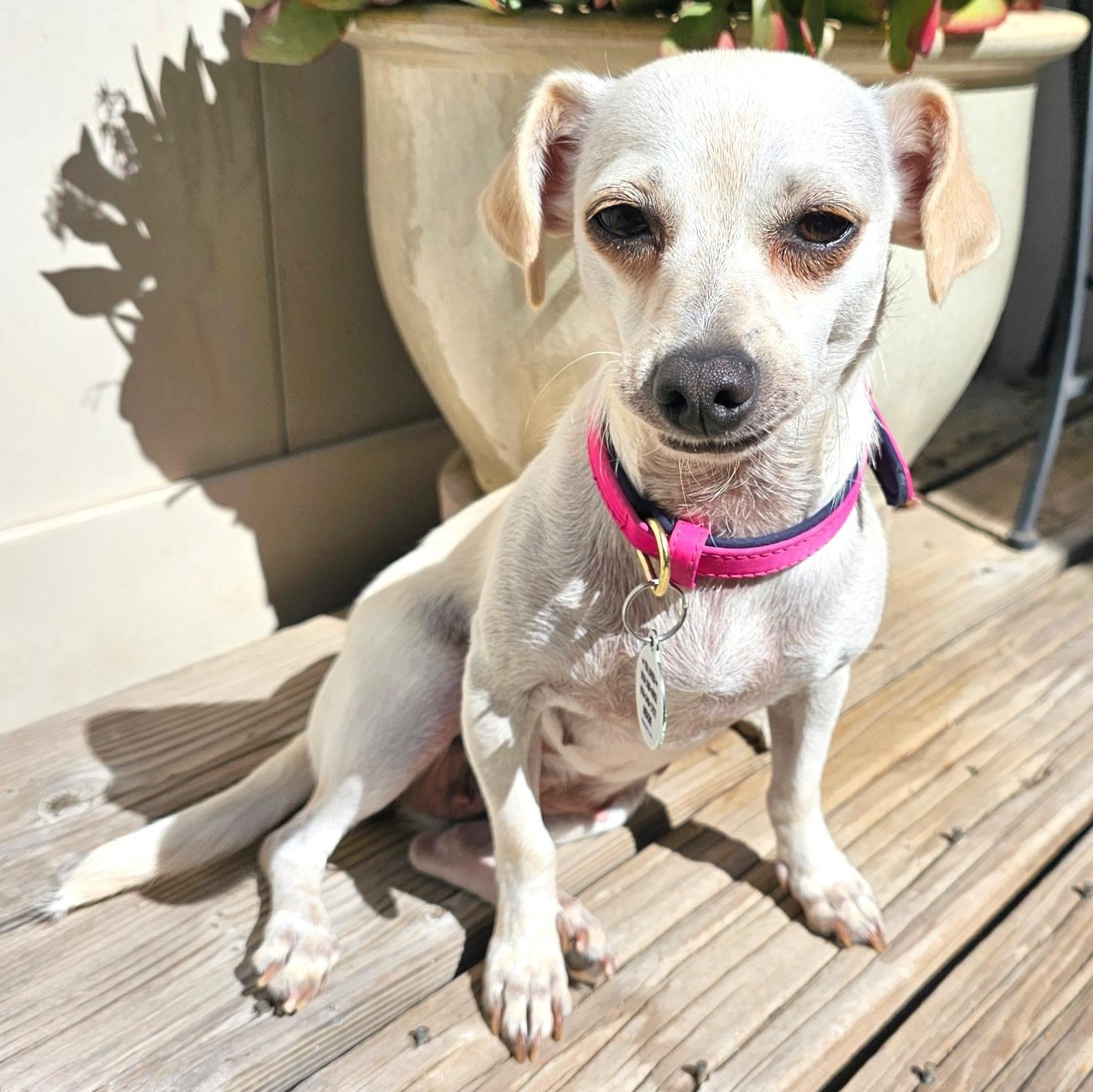Enlarge Patty, a ADOPTABLE mixed breed in Los Angeles, CA image 5/6