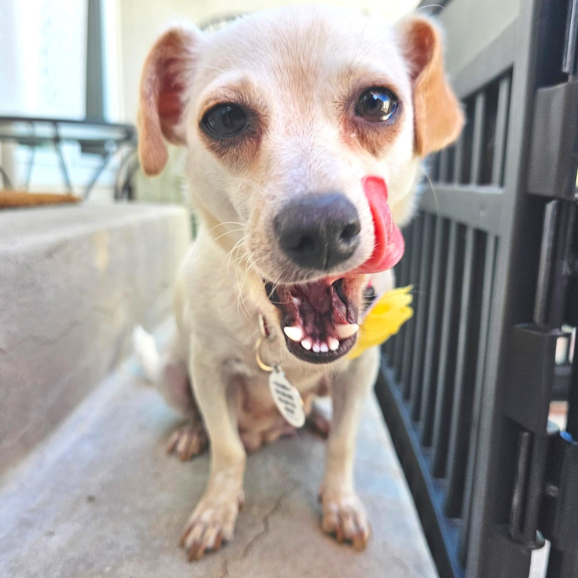 Enlarge Patty, a ADOPTABLE mixed breed in Los Angeles, CA image 3/6
