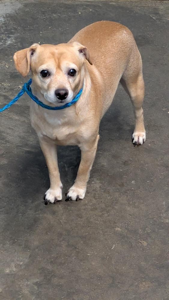 Teddy BQ, Adopted, Adult Male Chihuahua.