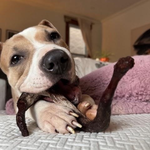 Sandy, a Adoptable mixed breed in Chicago, IL image 2/6