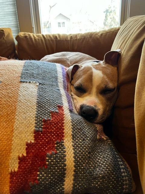 Sandy, a Adoptable mixed breed in Chicago, IL image 3/6