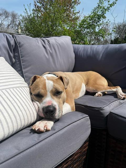 Sandy, a Adoptable mixed breed in Chicago, IL image 4/6