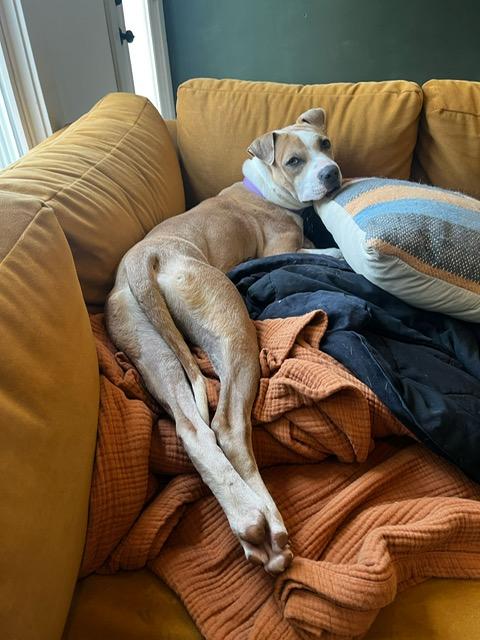 Sandy, a Adoptable mixed breed in Chicago, IL image 5/6