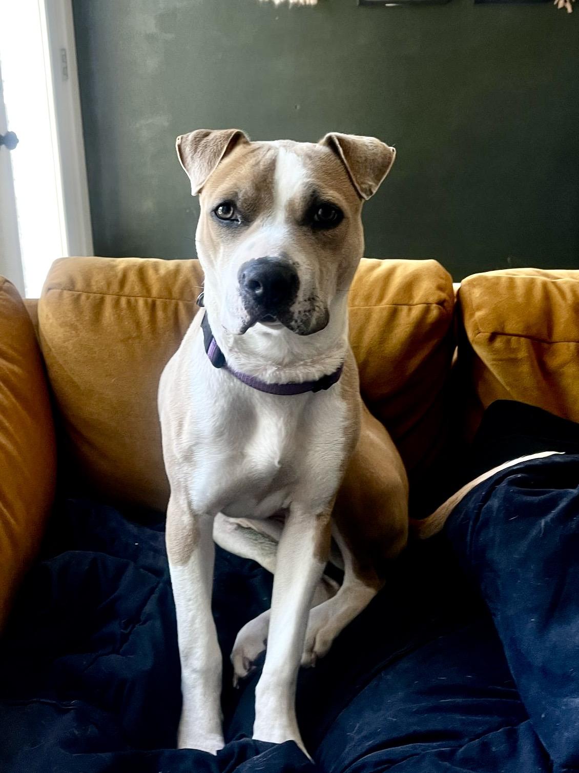 Sandy, a Adoptable mixed breed in Chicago, IL image 1/6