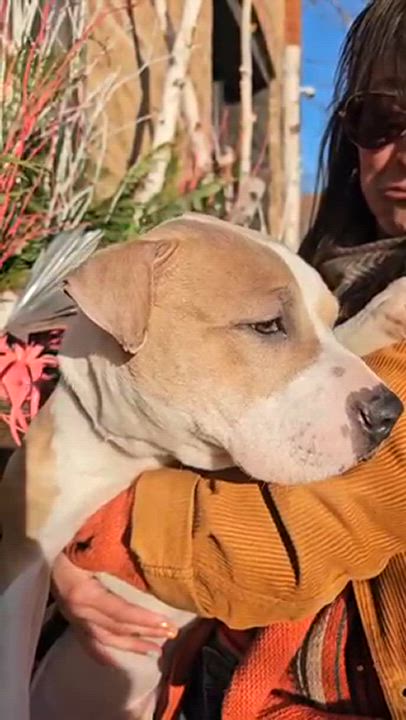 Enlarge Sandy, a Adoptable mixed breed in Chicago, IL video 6/6