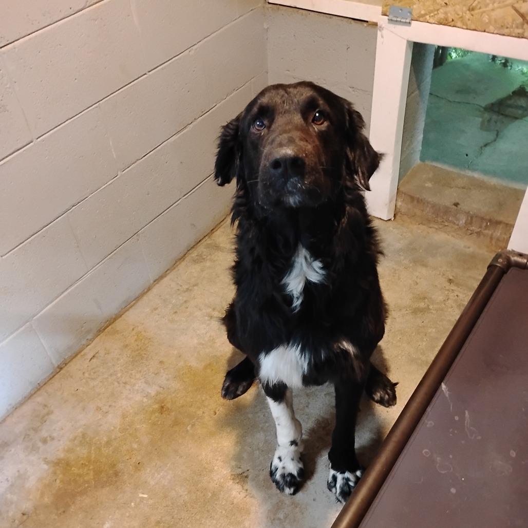 BOSCOE, Adoptable, Adult Male Great Pyrenees.
