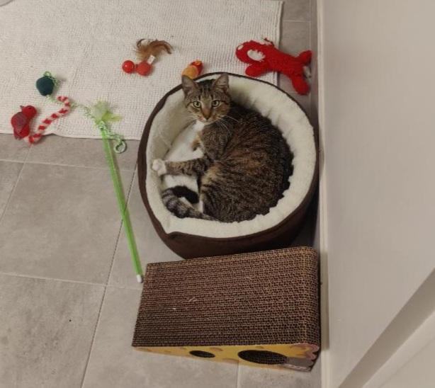 Buddy, Adopted, Adult Male Domestic Short Hair & Tabby.