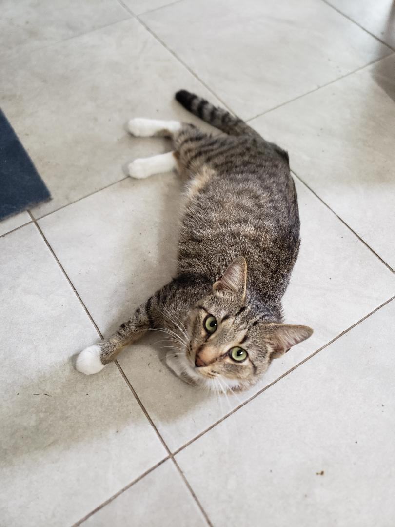 Enlarge Buddy, a Adopted mixed breed in Fort Lauderdale, FL image 2/8