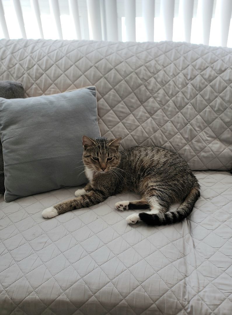 Enlarge Buddy, a Adopted mixed breed in Fort Lauderdale, FL image 3/8