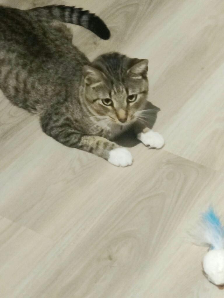 Enlarge Buddy, a Adopted mixed breed in Fort Lauderdale, FL image 4/8