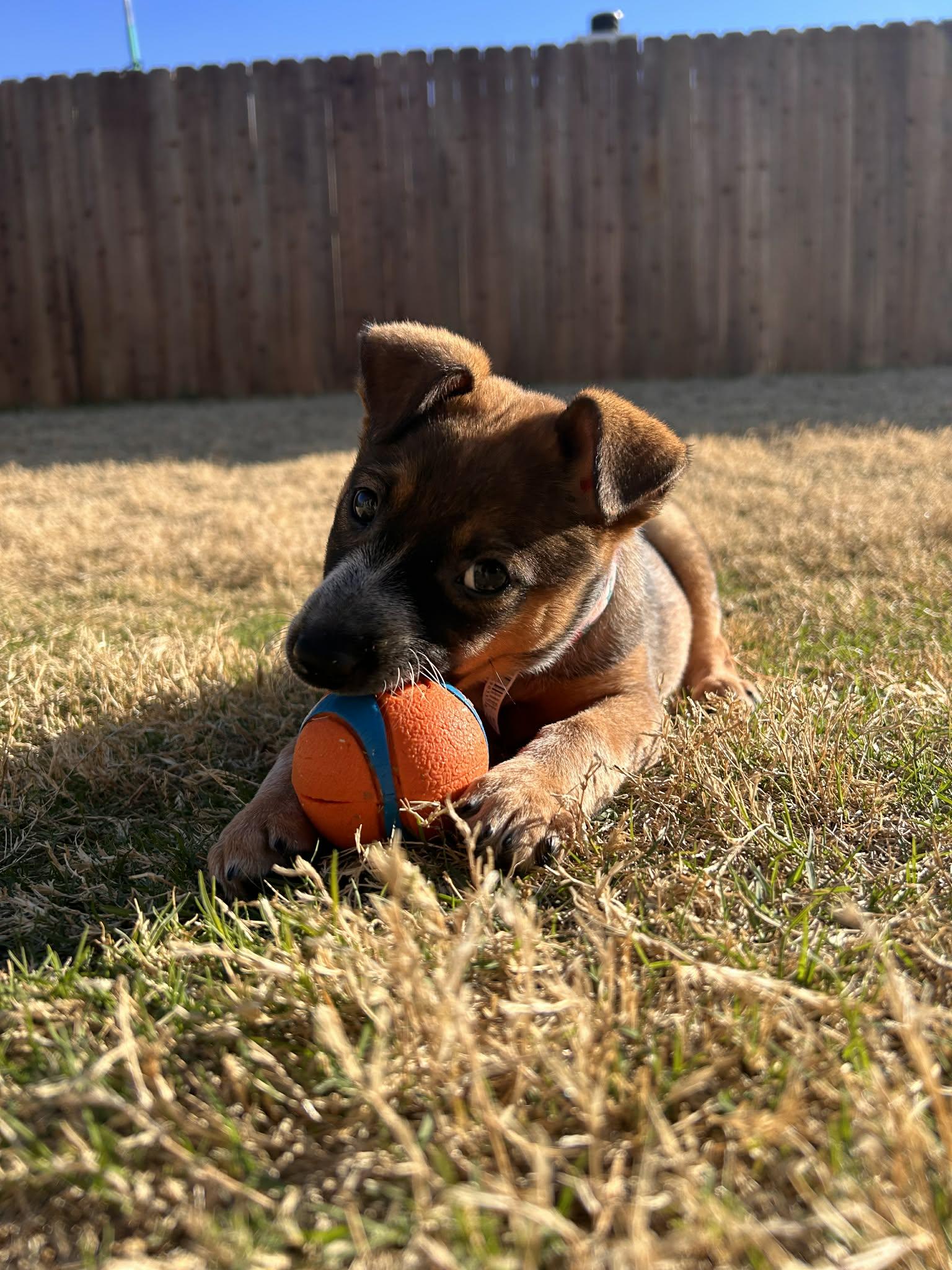 Enlarge Bean, a Adoptable Australian Cattle Dog / Blue Heeler in Frisco , TX image 3/6