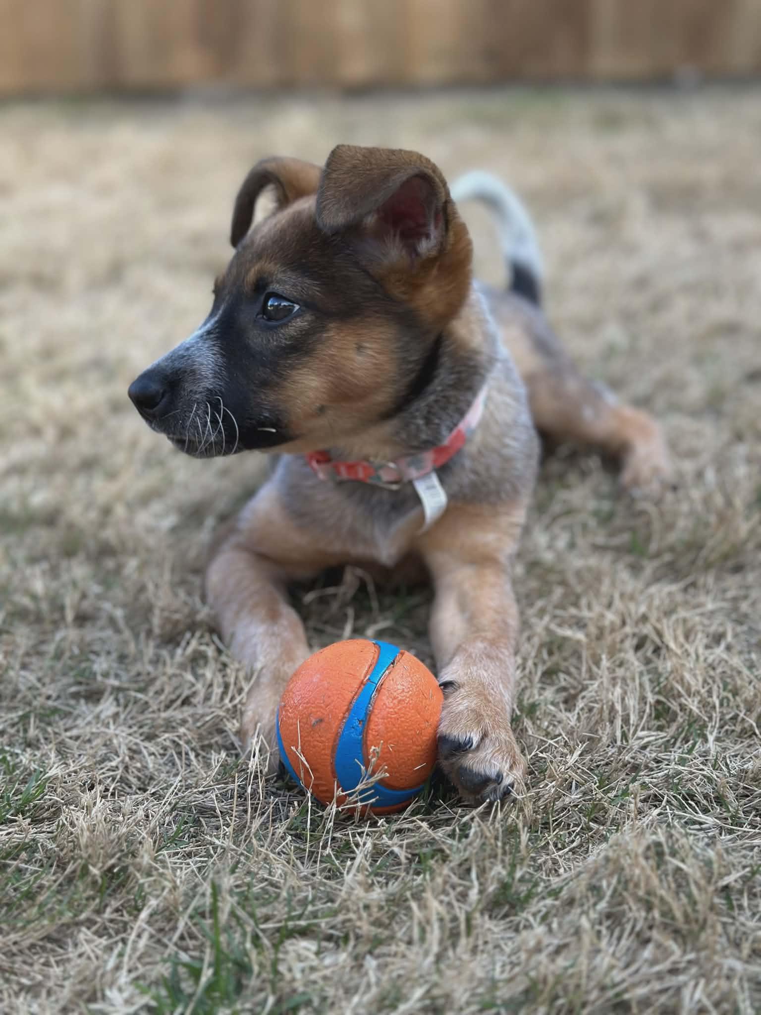 Enlarge Bean, a Adoptable Australian Cattle Dog / Blue Heeler in Frisco , TX image 5/6