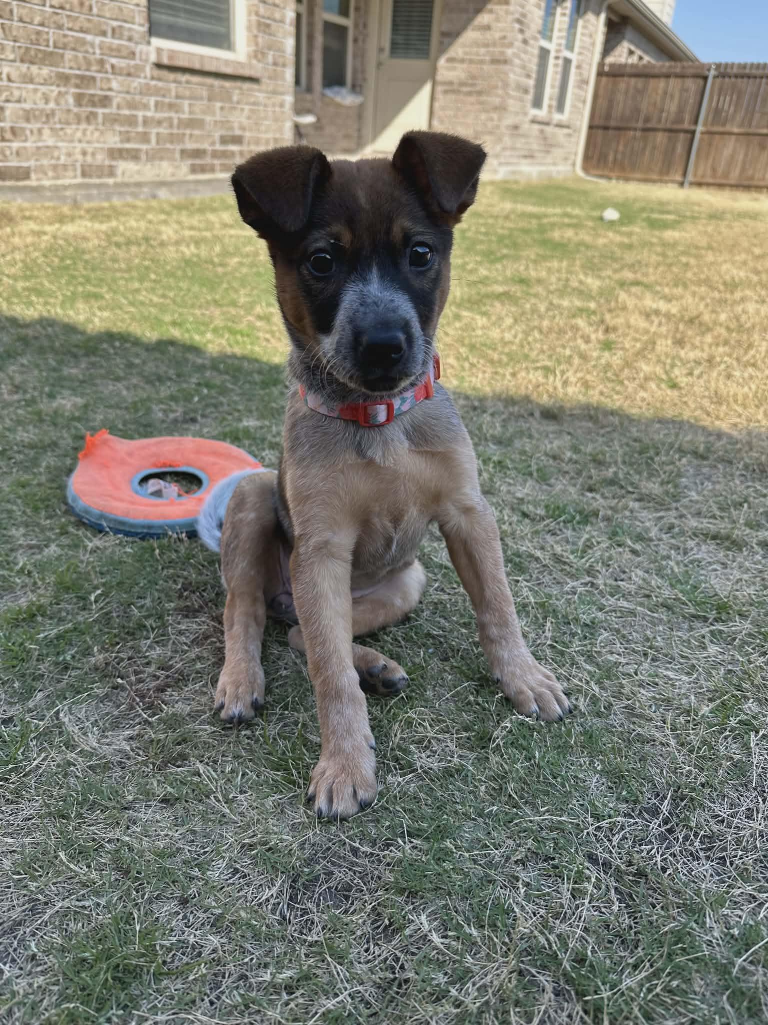 Enlarge Bean, a Adoptable Australian Cattle Dog / Blue Heeler in Frisco , TX image 6/6