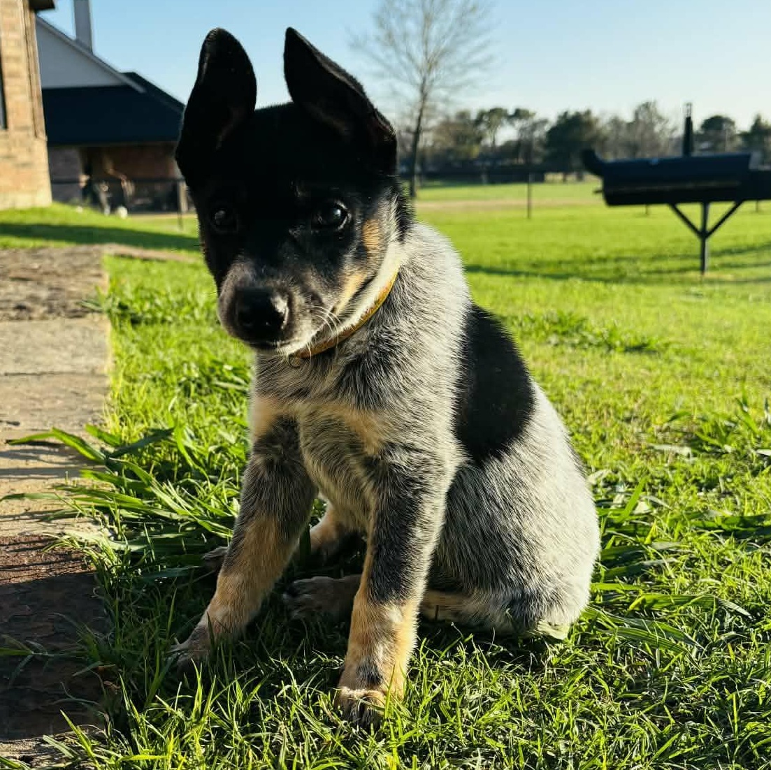 Bean, Adoptable, Puppy Female Australian Cattle Dog / Blue Heeler.