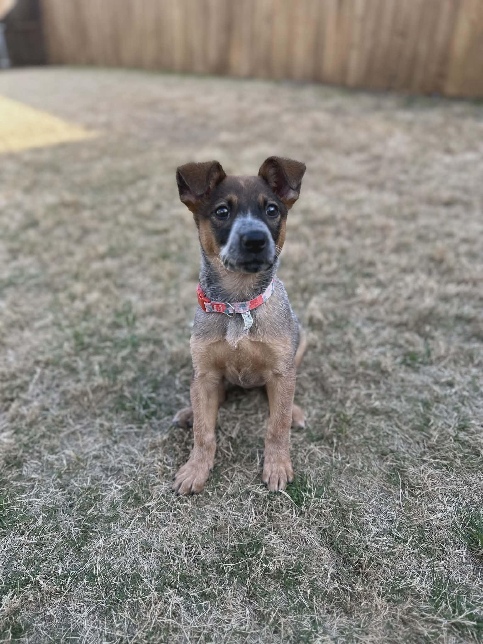 Enlarge Bean, a Adoptable Australian Cattle Dog / Blue Heeler in Frisco , TX image 2/6