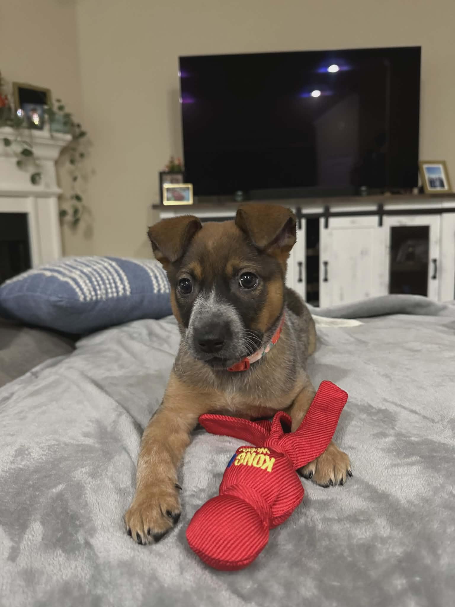 Enlarge Bean, a Adoptable Australian Cattle Dog / Blue Heeler in Frisco , TX image 4/6