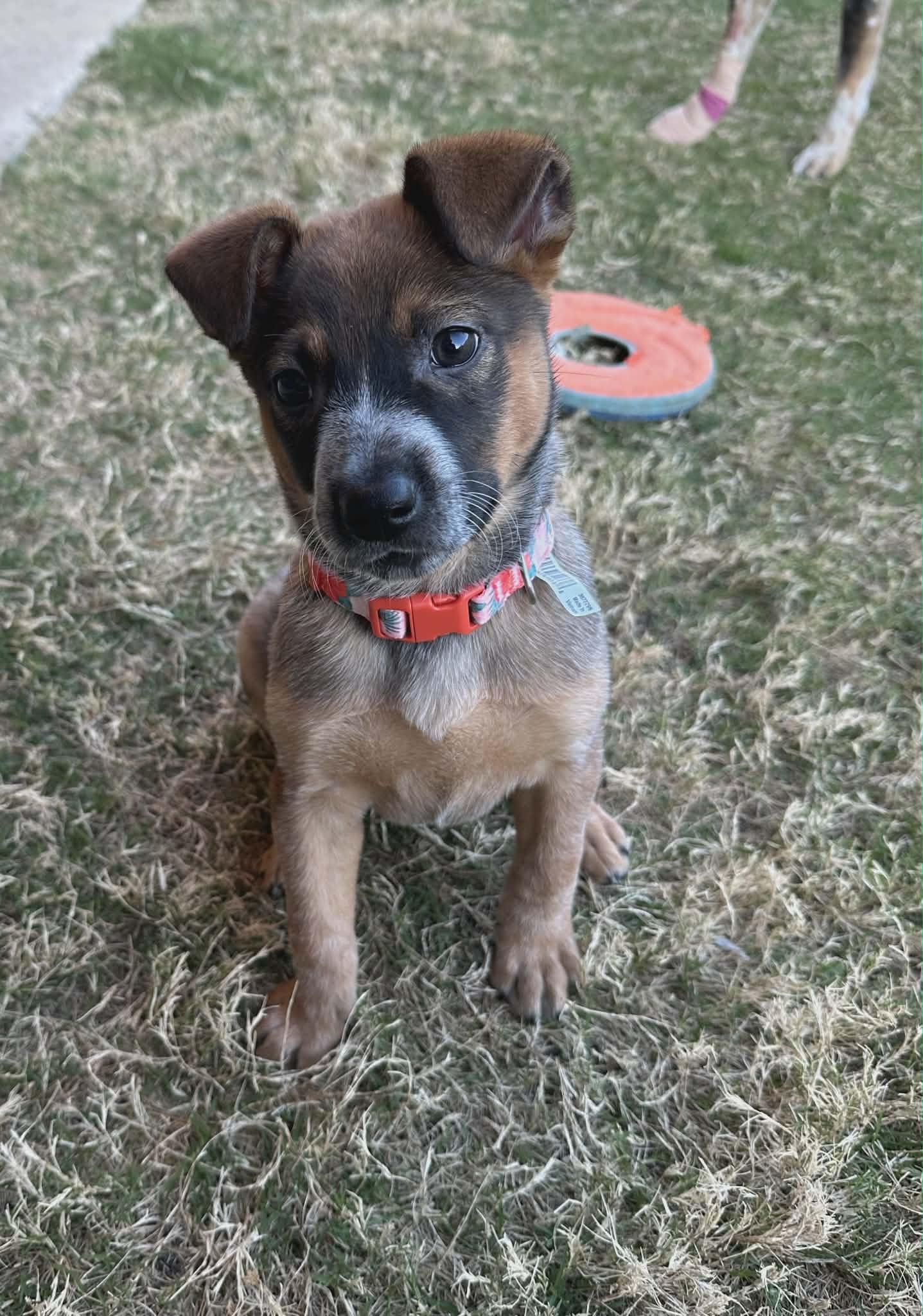Enlarge Bean, a Adoptable Australian Cattle Dog / Blue Heeler in Frisco , TX image 1/6