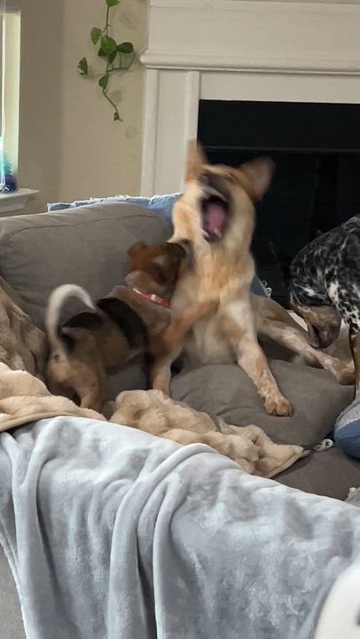 Enlarge Bean, an adopted Australian Cattle Dog / Blue Heeler in Frisco , TX video 6/6