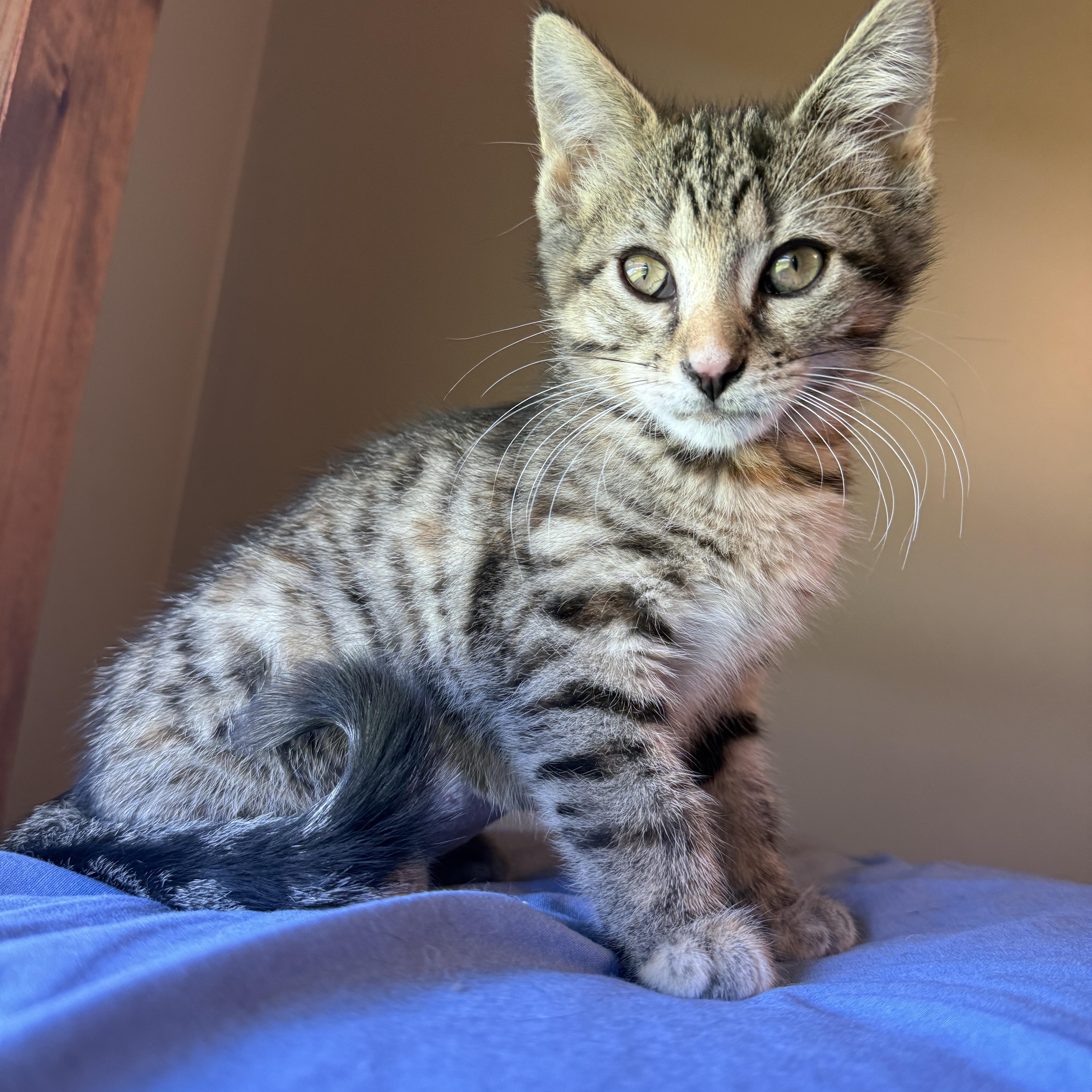 Sedona Mae, Adoptable, Kitten Female Domestic Short Hair.