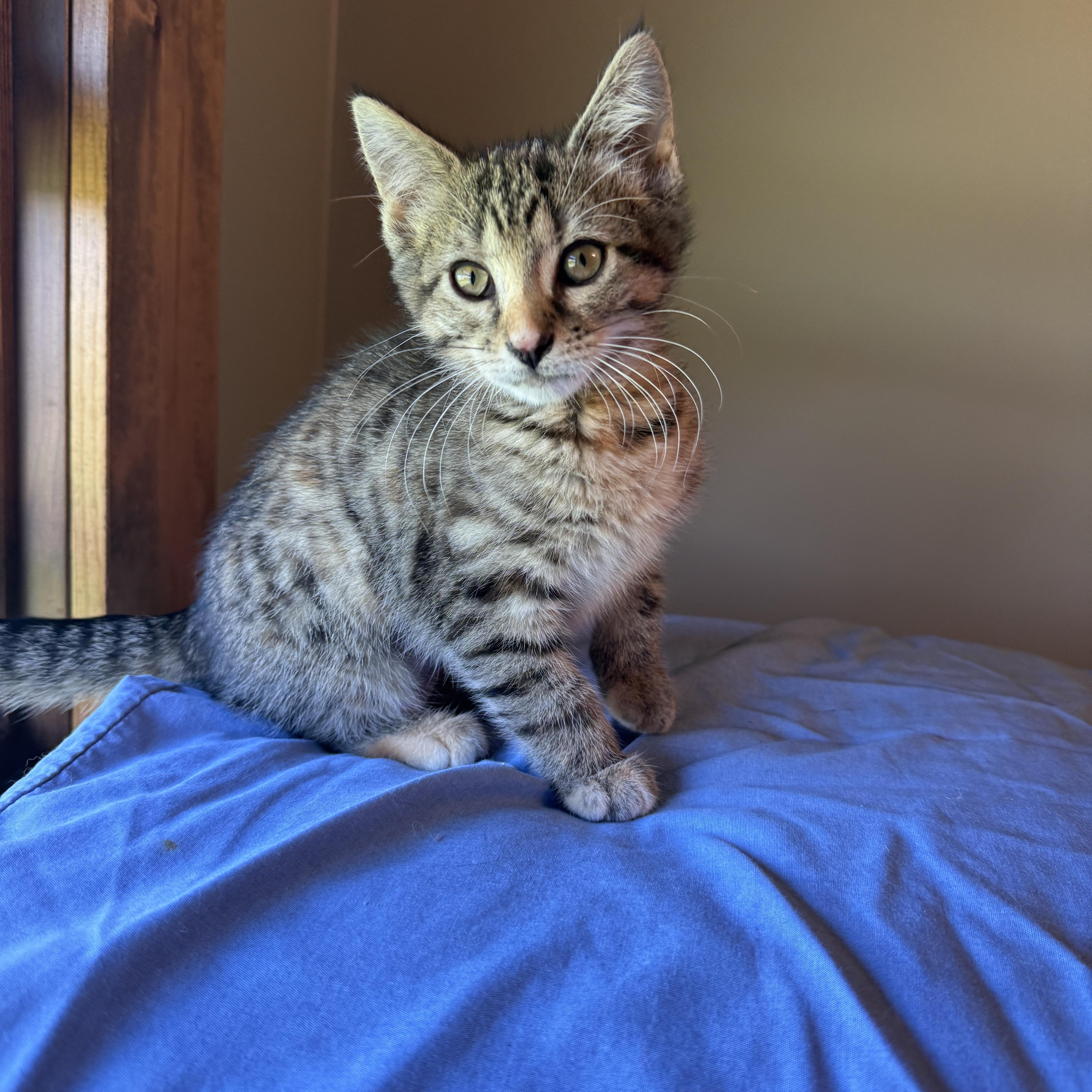 Enlarge Sedona Mae, a Adoptable Domestic Short Hair in Hartville, OH image 3/4