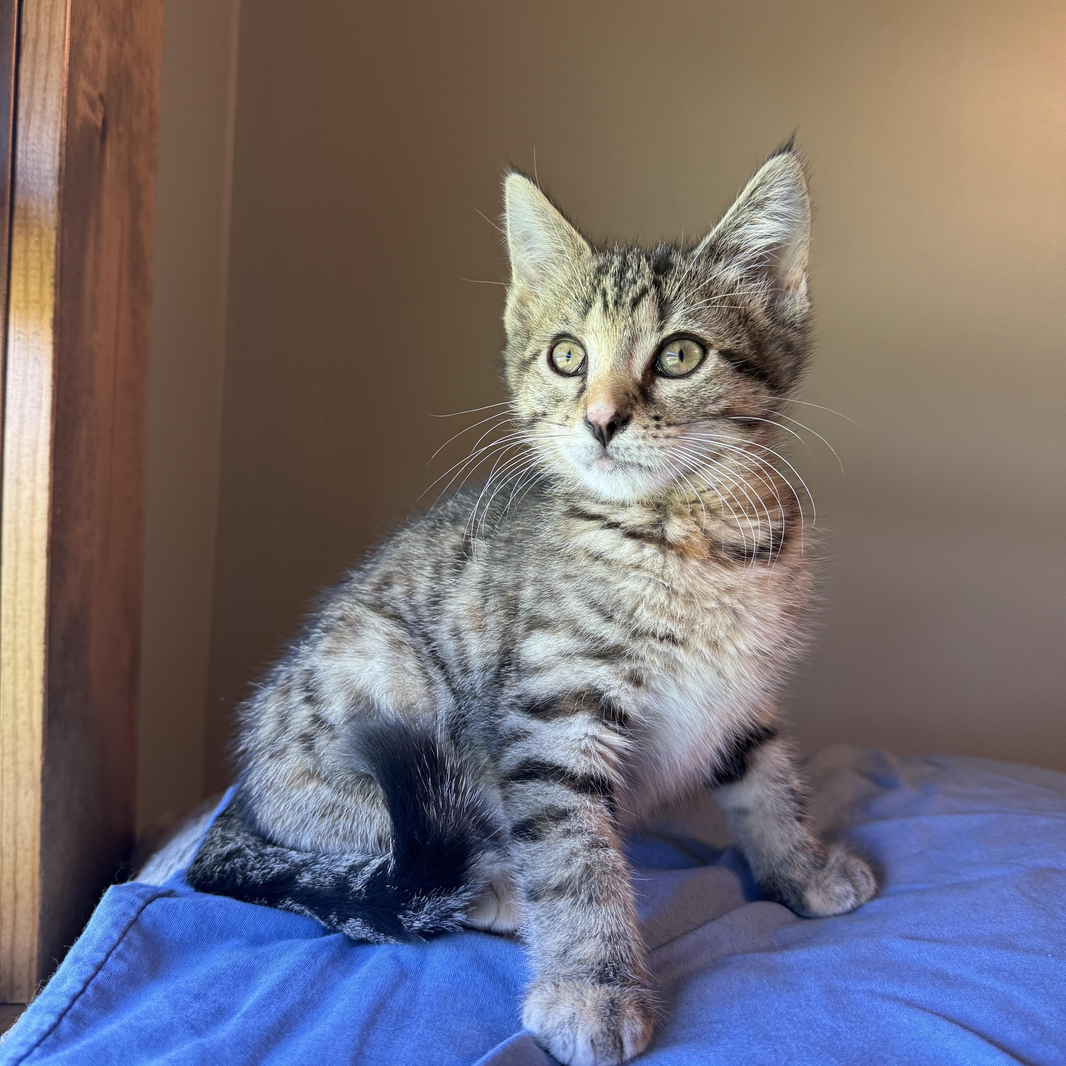 Enlarge Sedona Mae, a Adoptable Domestic Short Hair in Hartville, OH image 2/4