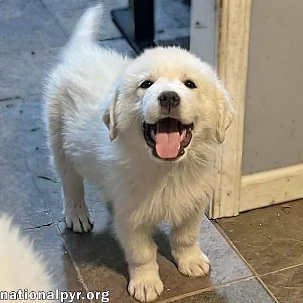Samuel in OH - Quietly Curious & Fun-Loving!, adopted, Puppy Male Great Pyrenees.