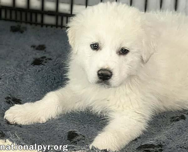 Enlarge Samuel in OH - Quietly Curious & Fun-Loving!, an adopted Great Pyrenees in Bellevue, OH image 3/4