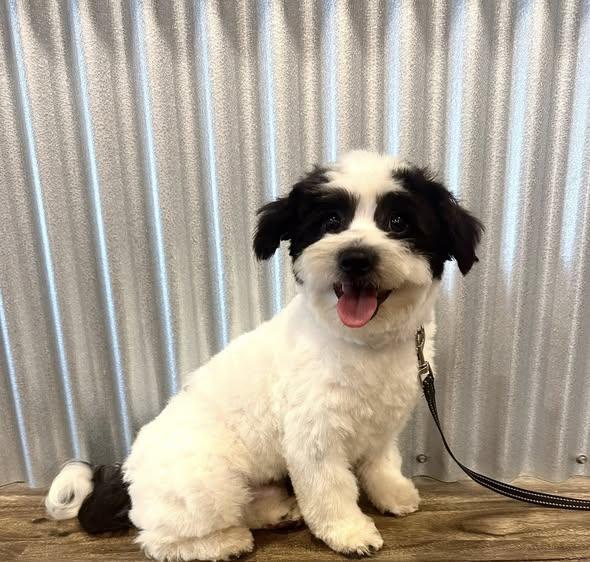 Bruiser, ADOPTABLE, Young Male Shih Tzu & Poodle.