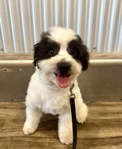 Enlarge Bruiser, an adoption pending mixed breed in Decorah, IA image 2/2