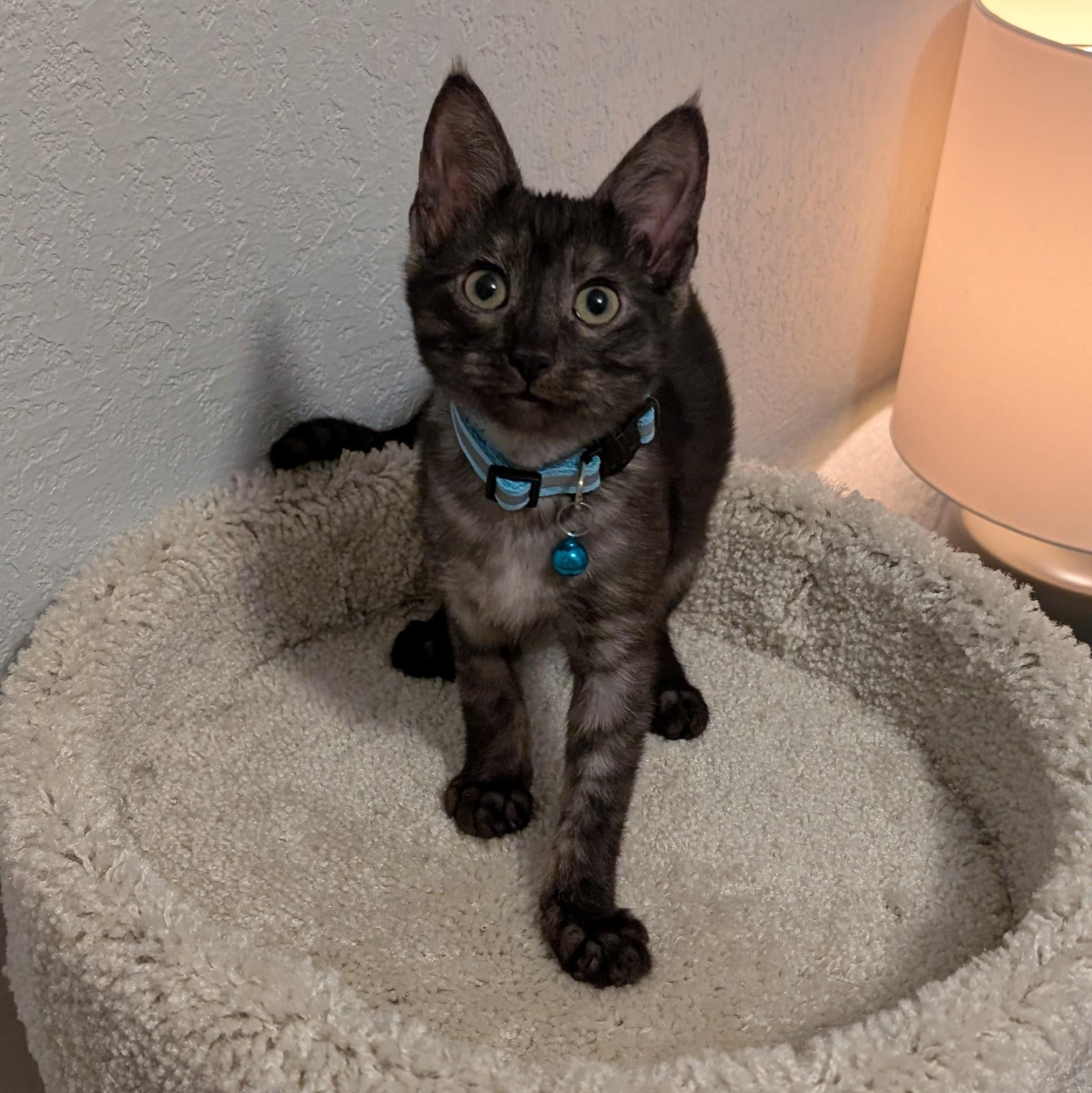 Enlarge Rain & Nimbus, a Adopted Domestic Short Hair in New Castle, DE image 5/6