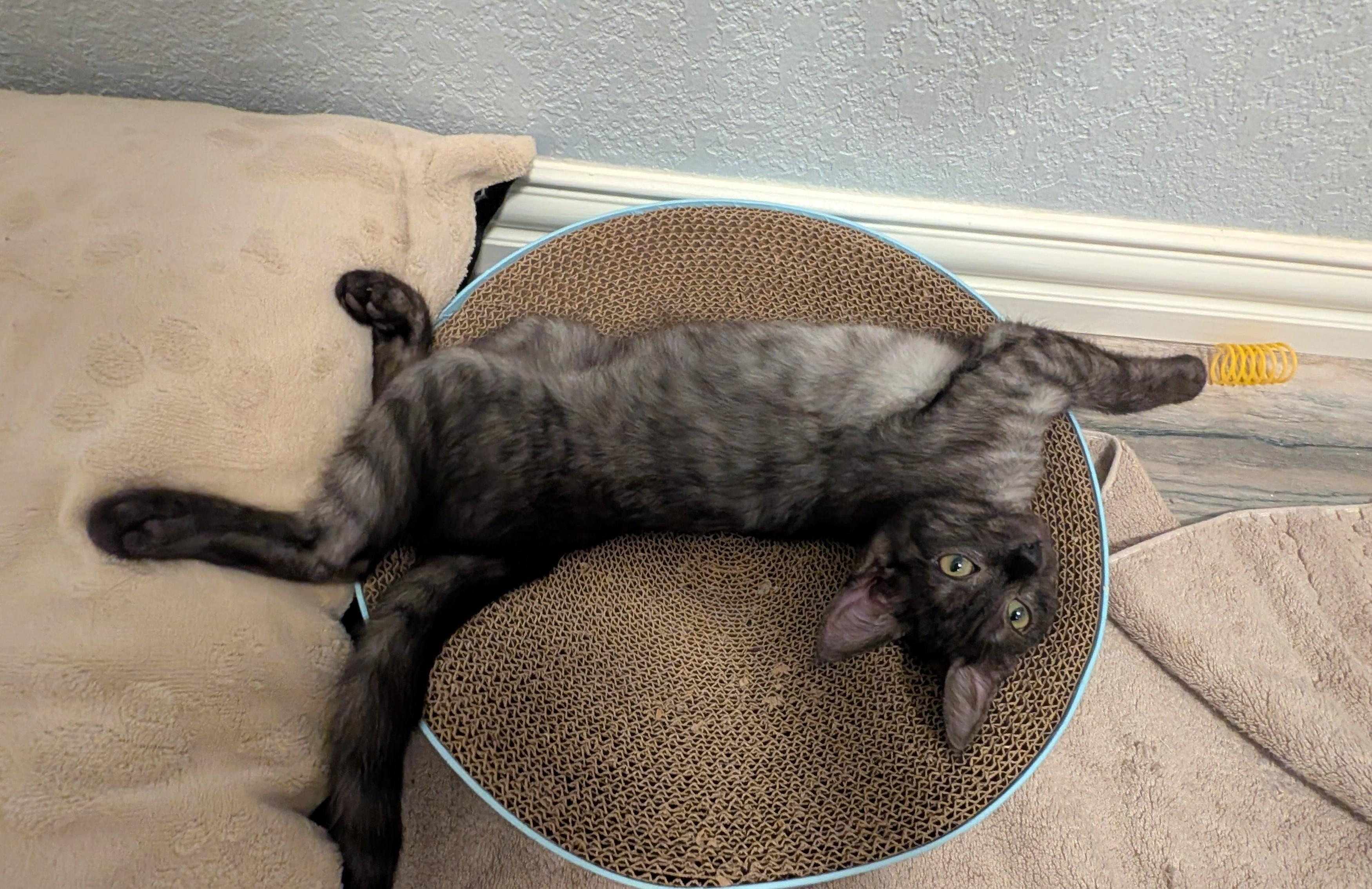 Enlarge Rain & Nimbus, a Adopted Domestic Short Hair in New Castle, DE image 4/6