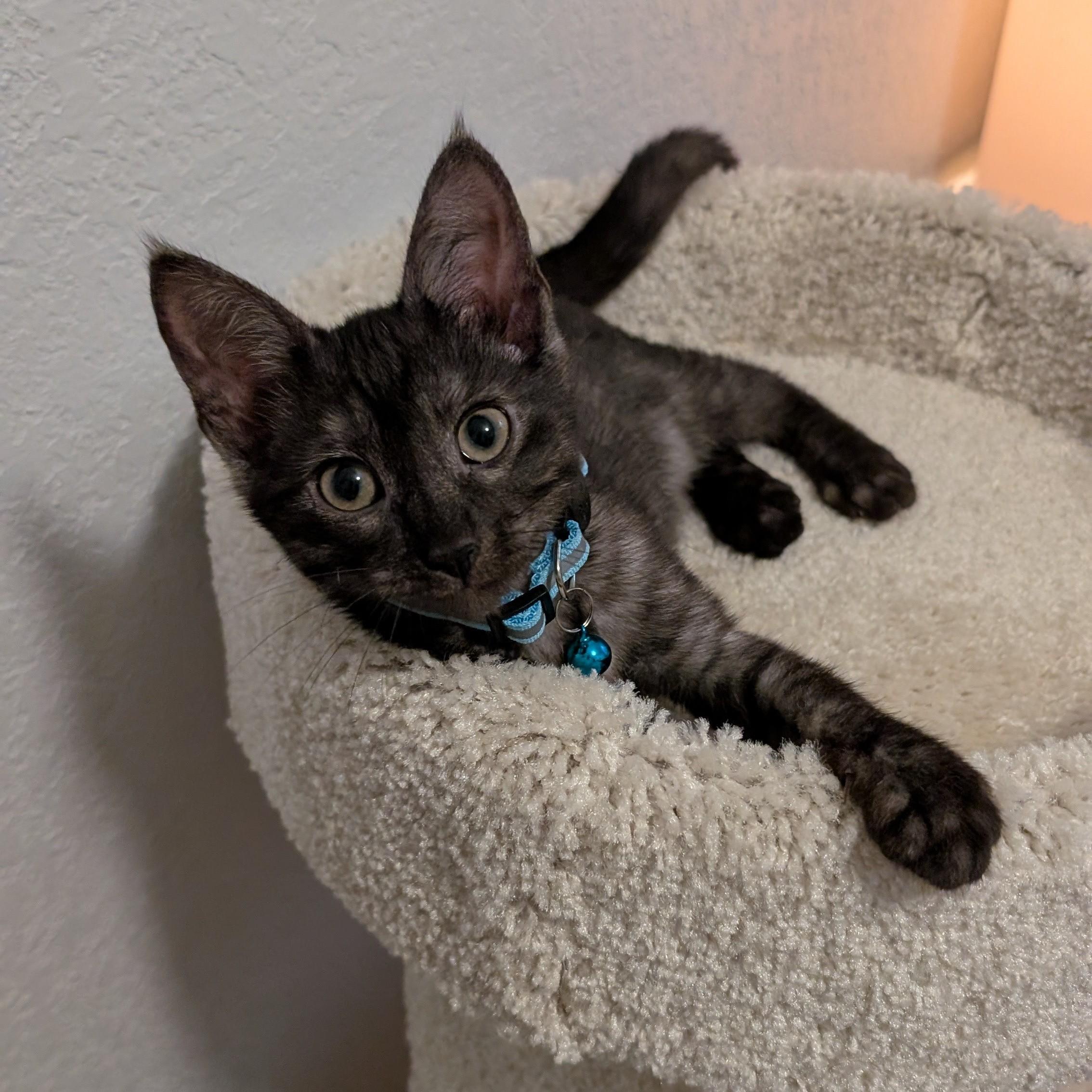 Enlarge Rain & Nimbus, a Adopted Domestic Short Hair in New Castle, DE image 6/6