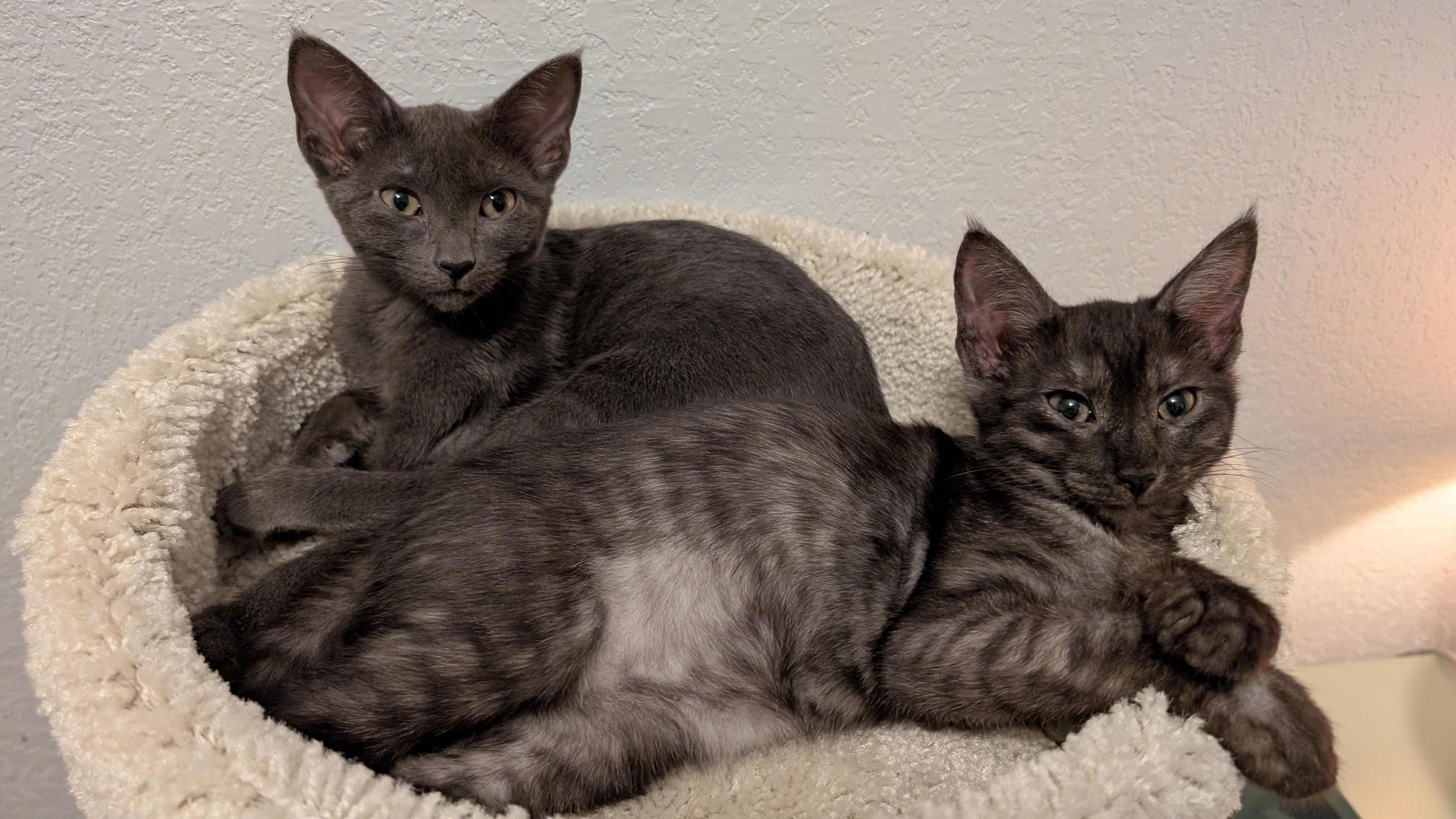 Enlarge Rain & Nimbus, a Adopted Domestic Short Hair in New Castle, DE image 3/6