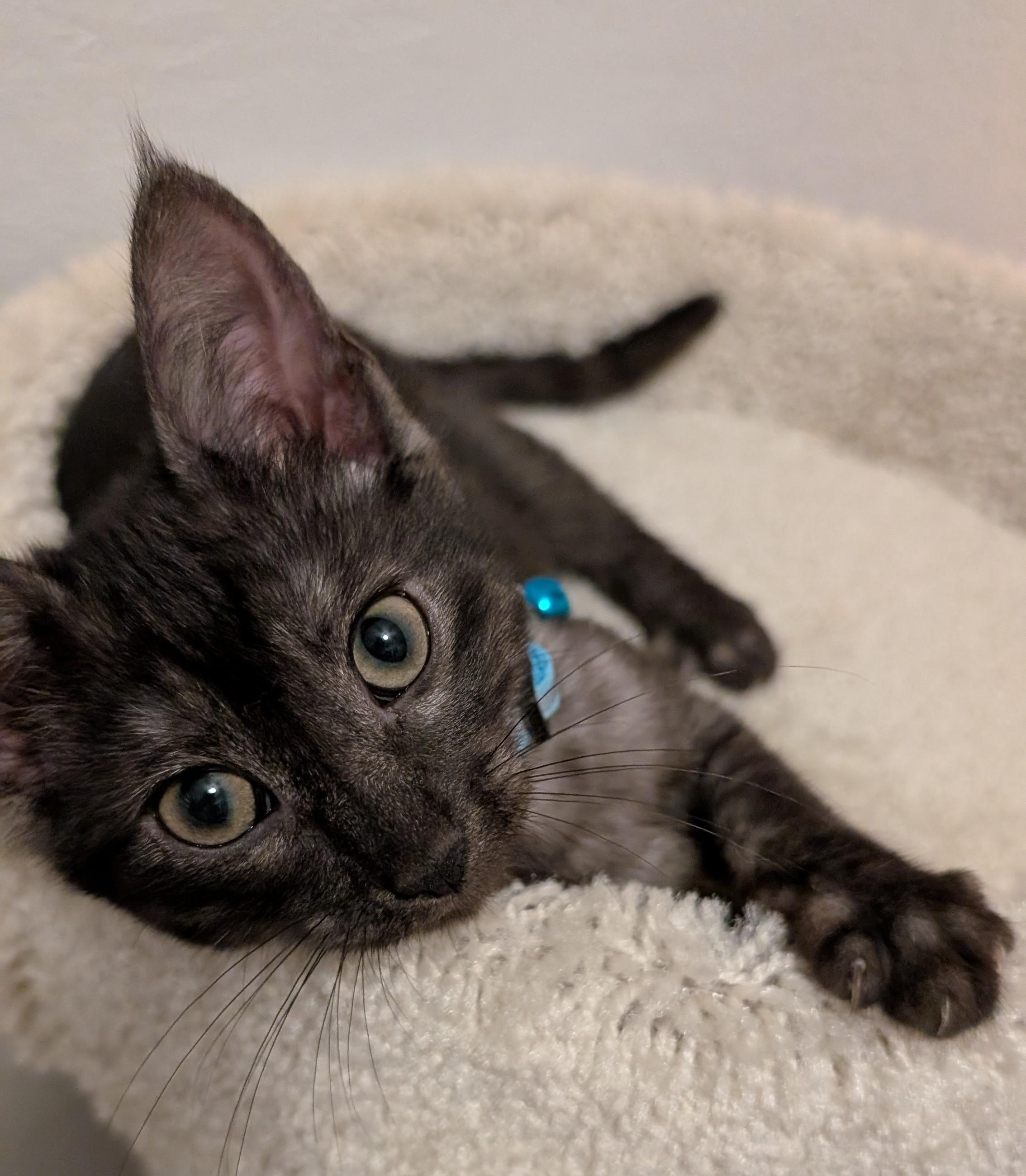 Enlarge Rain & Nimbus, a Adopted Domestic Short Hair in New Castle, DE image 2/6