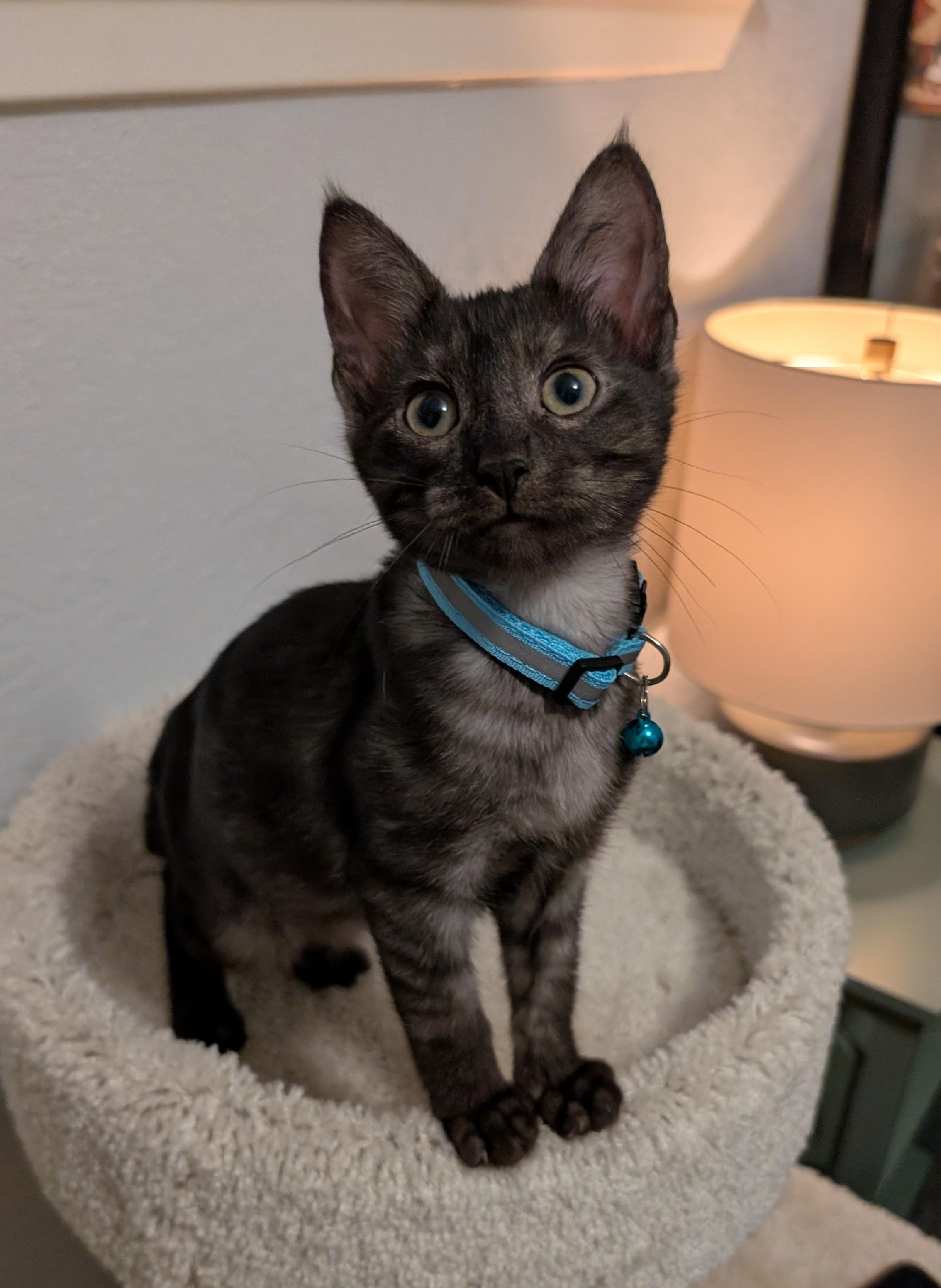 Enlarge Rain & Nimbus, a Adopted Domestic Short Hair in New Castle, DE image 1/6