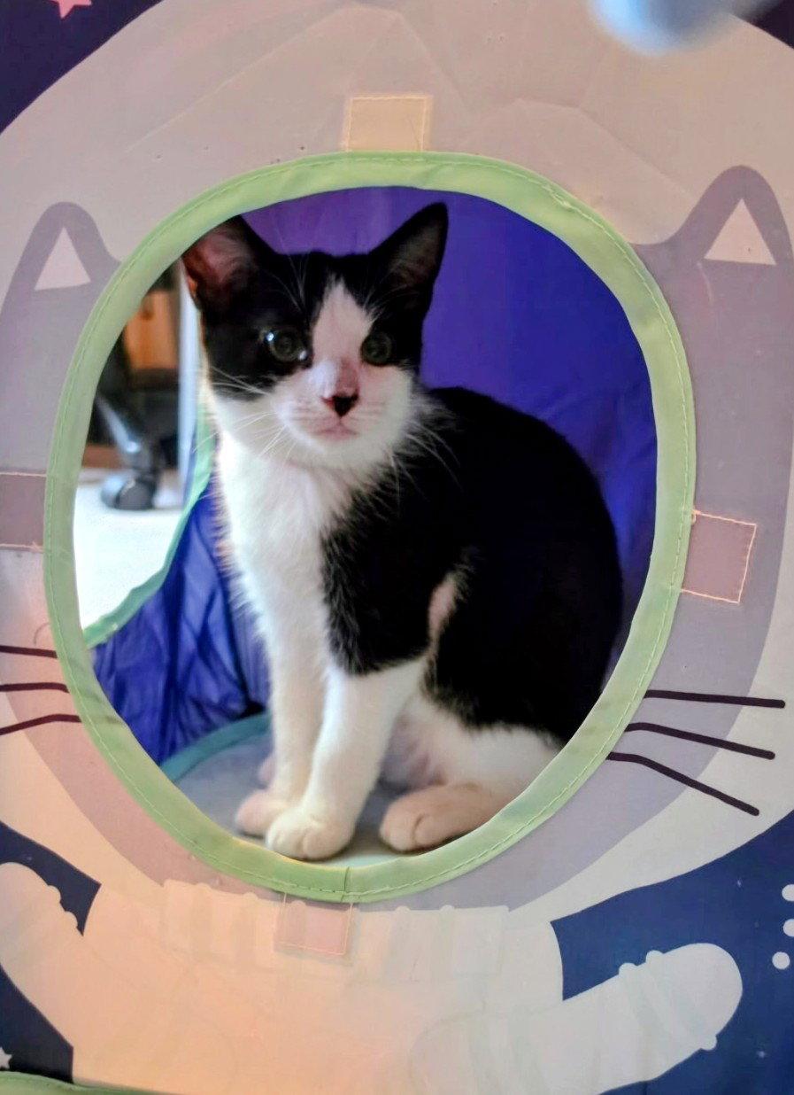 Cricket Kitten, Adoptable, Kitten Female Domestic Short Hair.