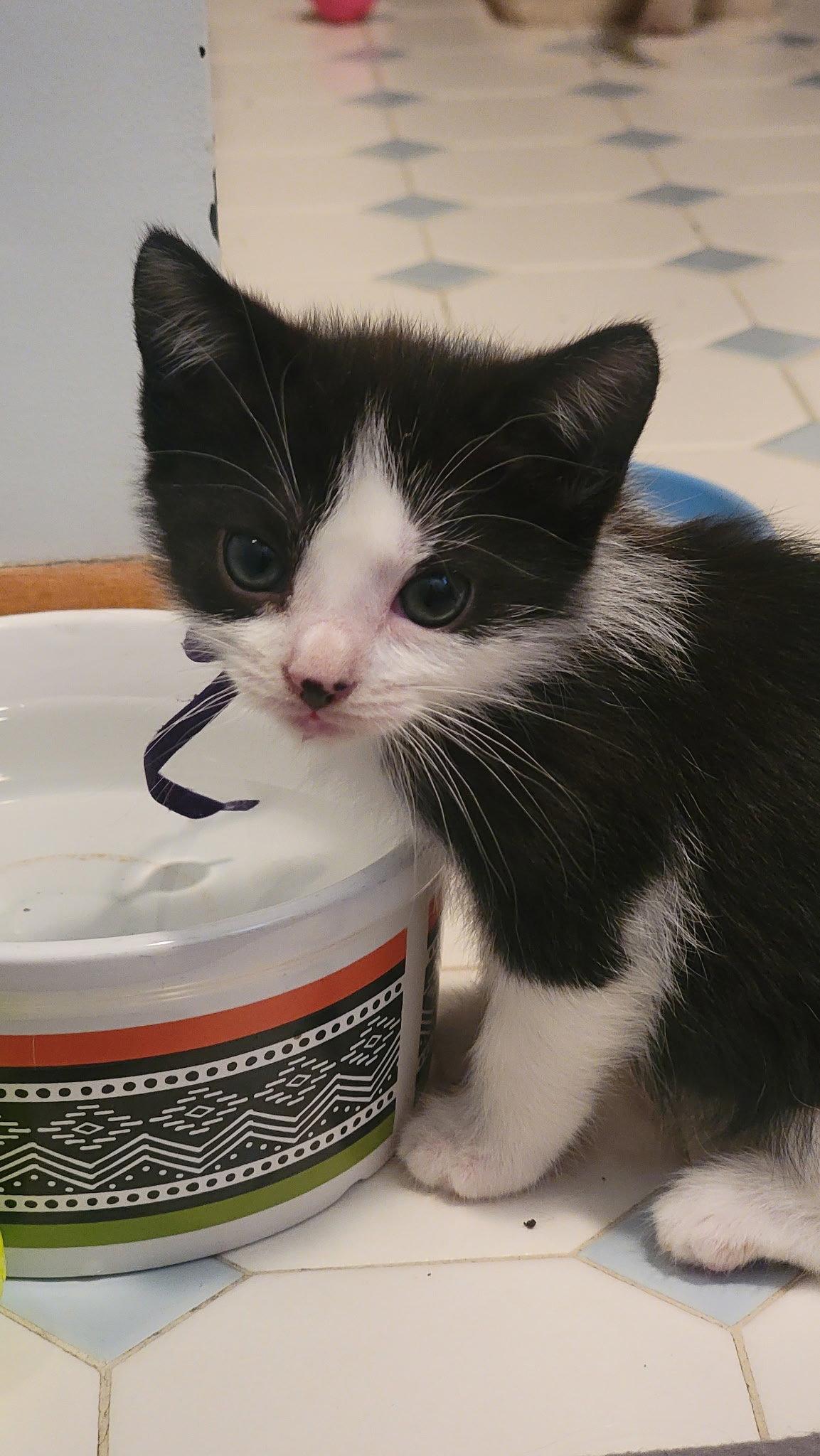 Cricket Kitten, Adoptable, Kitten Female Domestic Short Hair.