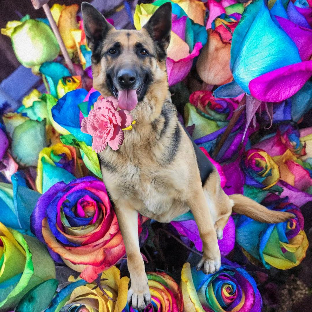 Natalie, Adoptable, Adult Female German Shepherd Dog.