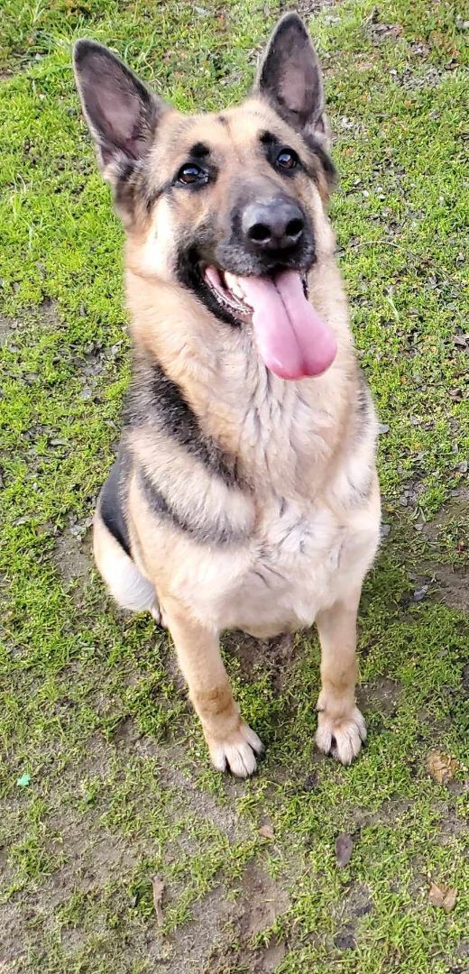Enlarge Natalie, a Adoptable German Shepherd Dog in Selma, CA image 8/9