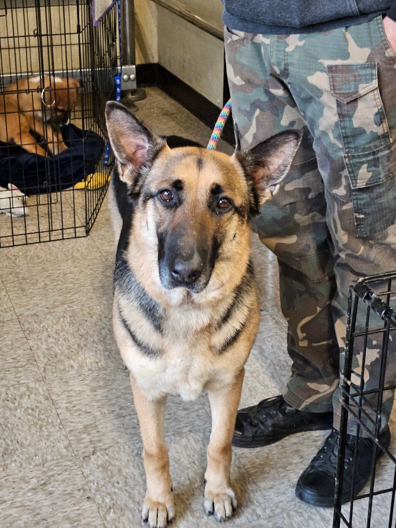 Enlarge Natalie, a Adoptable German Shepherd Dog in Selma, CA image 9/9