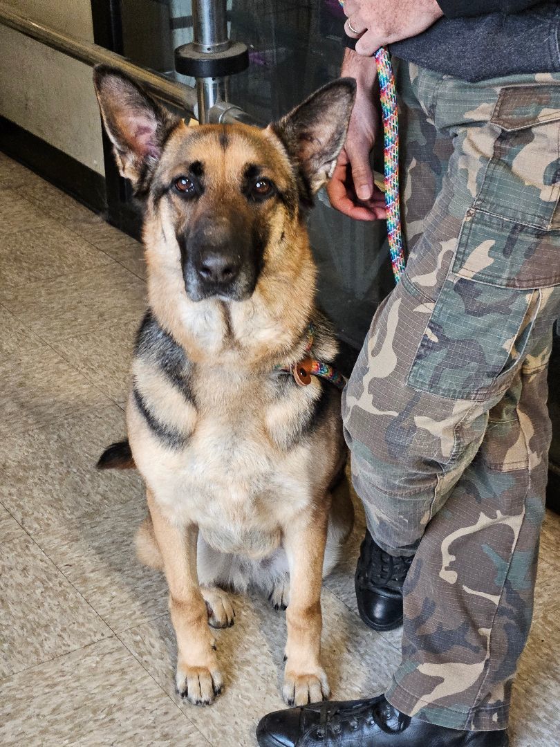 Enlarge Natalie, a Adoptable German Shepherd Dog in Selma, CA image 7/9