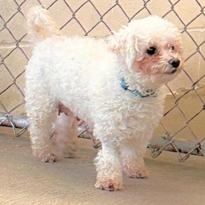 Enlarge Nellie, a ADOPTABLE Bichon Frise in Russellton, PA image 4/5