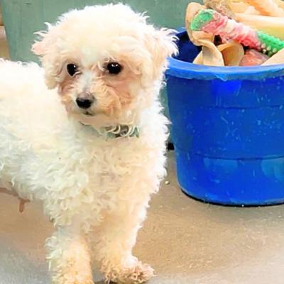 Nellie — thumbnail 2