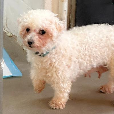 Enlarge Nellie, a ADOPTABLE Bichon Frise in Russellton, PA image 2/5