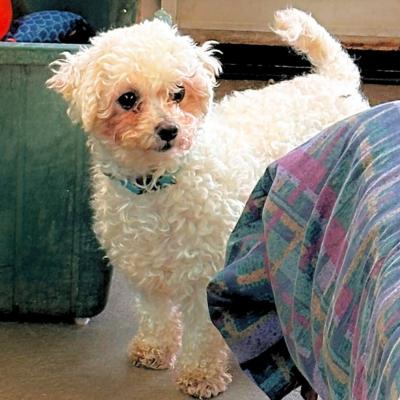 Nellie, ADOPTABLE, Adult Female Bichon Frise.