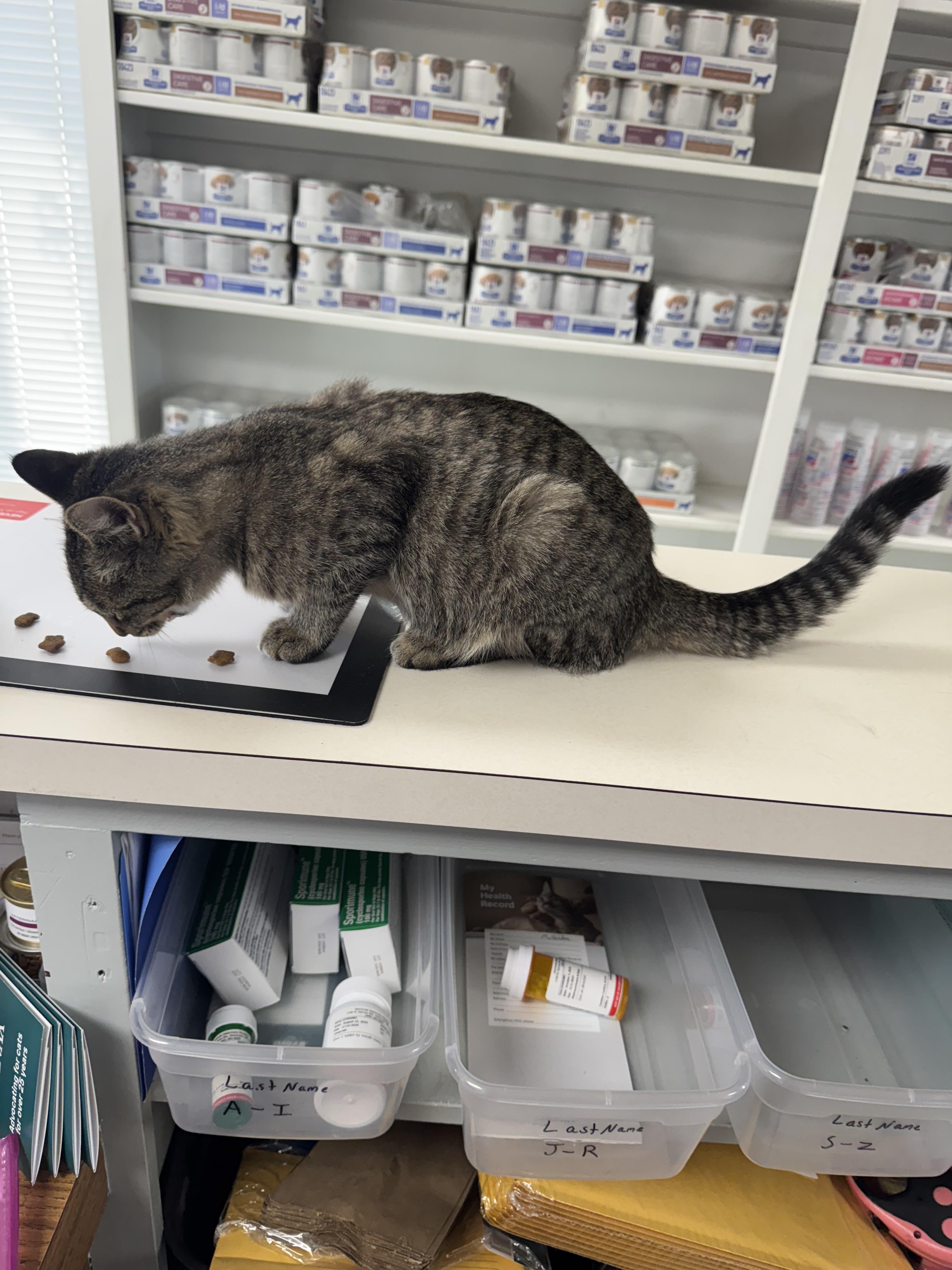 Enlarge Ringo, an adopted Domestic Short Hair in Seminole, OK image 2/3