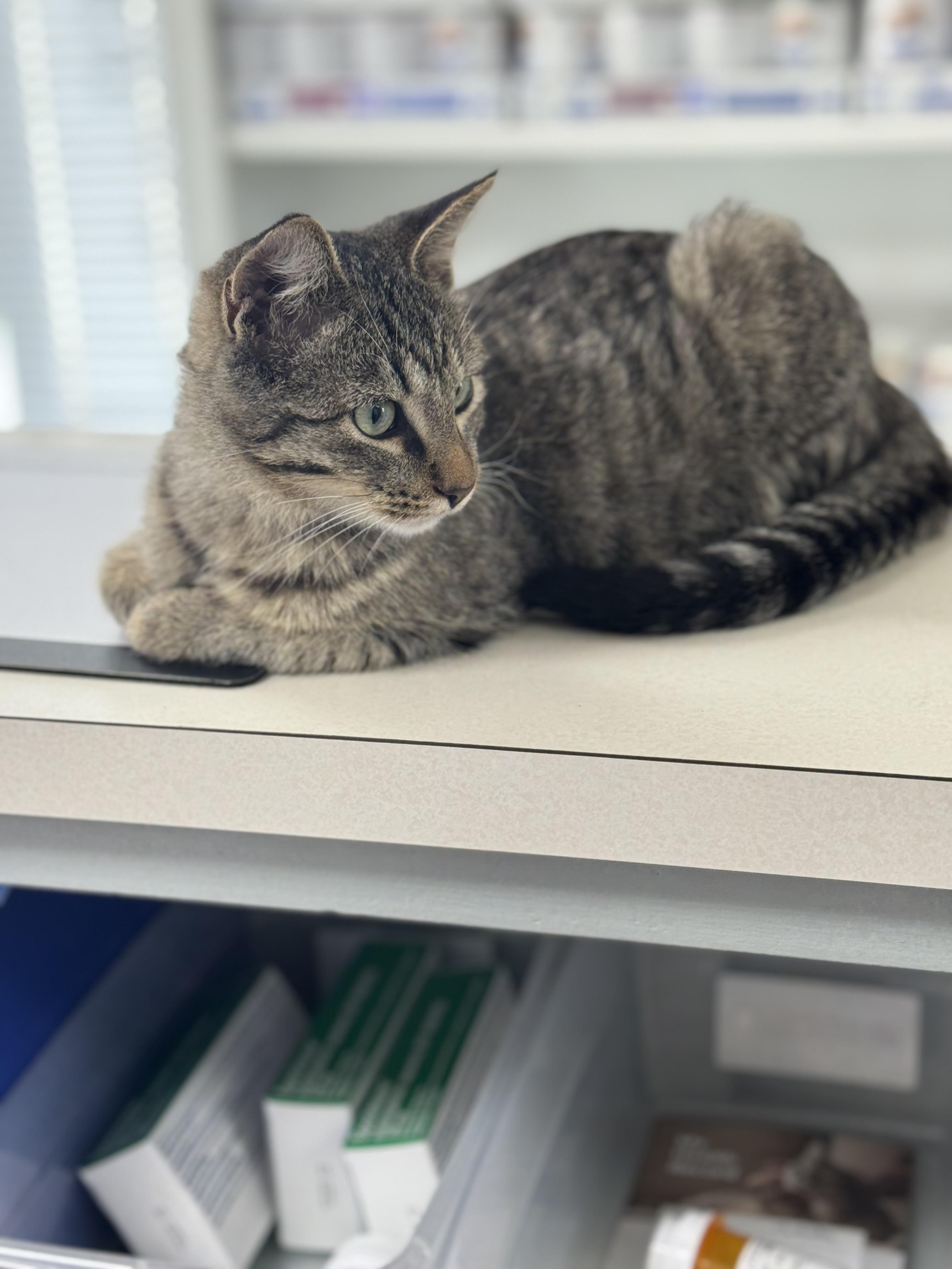 Enlarge Ringo, an adopted Domestic Short Hair in Seminole, OK image 3/3