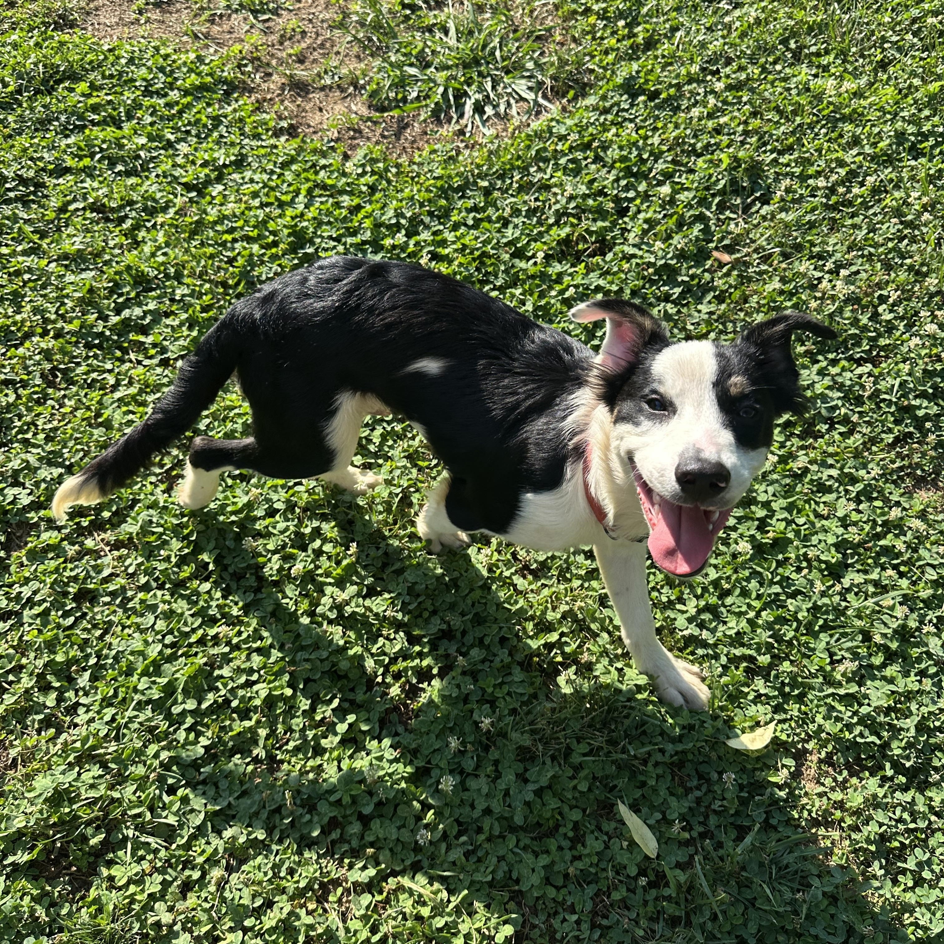 Enlarge Huckleberry (Tombstone Litter), a Adoptable mixed breed in Mount Juliet, TN image 5/6